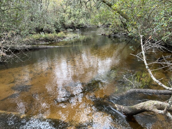 Alibi Fee Shaws Creek